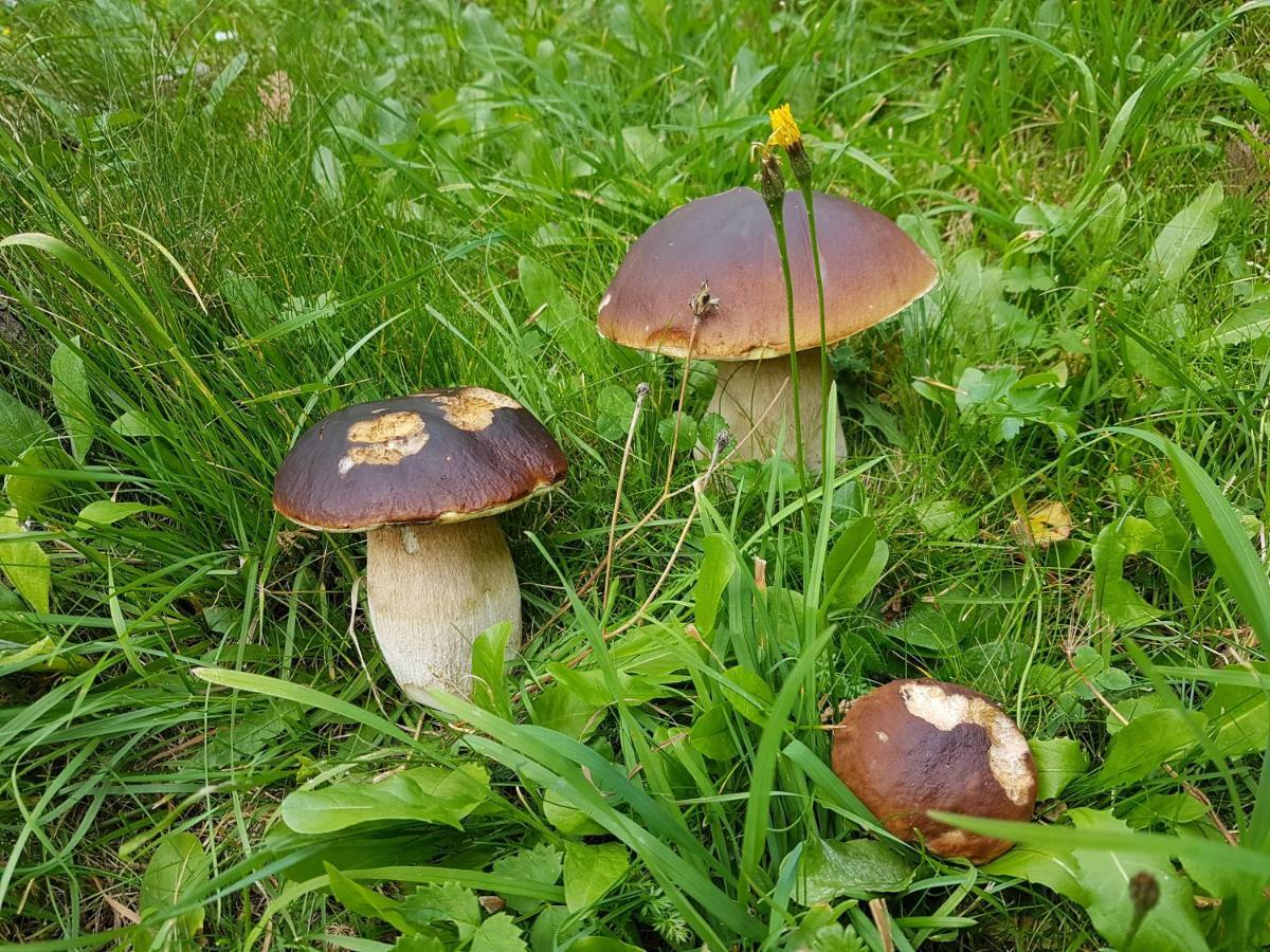 Pension Fuerhapter Mit Bio- Bauernhof Sankt Jakob in Defereggen Zewnętrze zdjęcie